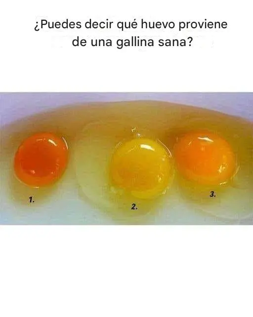 ¿Qué huevo proviene de una gallina sana?