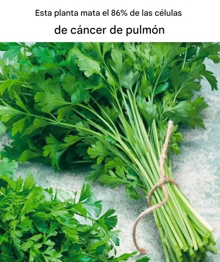 Esta planta mata el 86% de las células de cáncer de pulmón