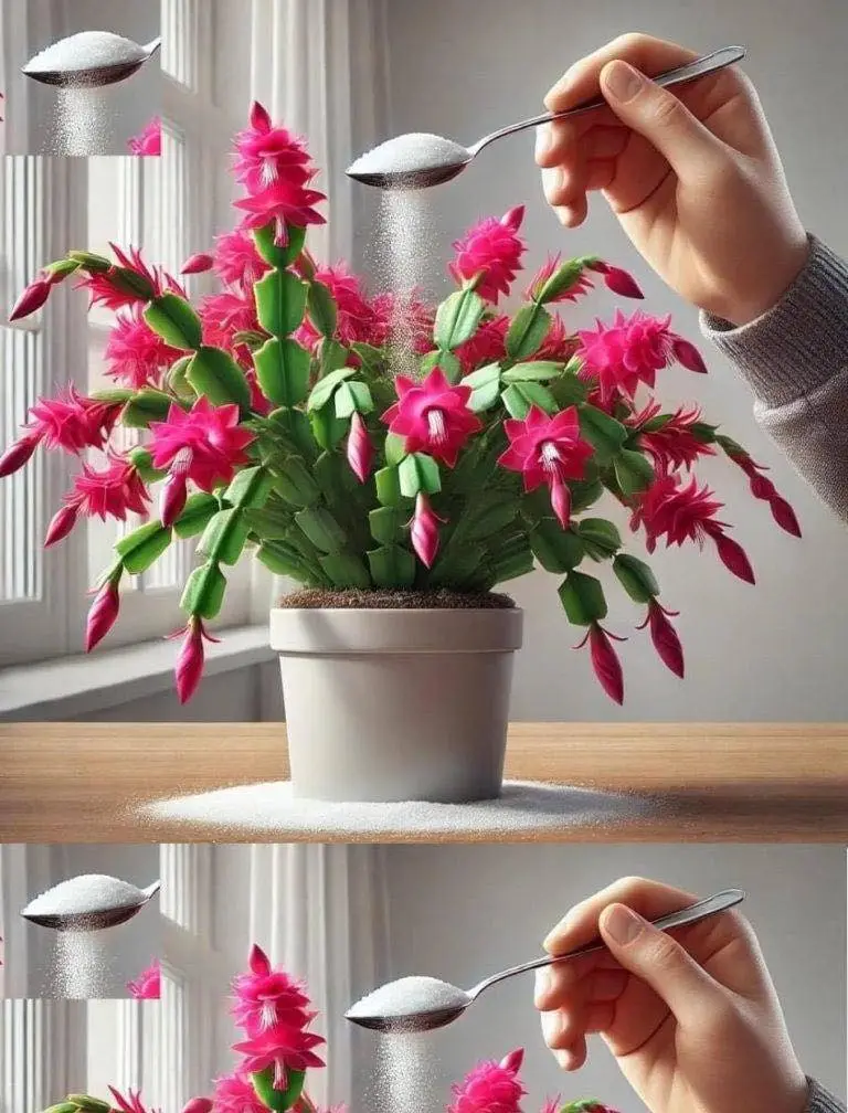 ¡Solo 1 cucharadita es suficiente para que cualquier planta sea bella, fructífera, exuberante y saludable!