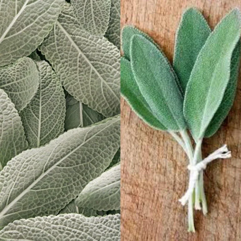 ¡La muerte comienza en los intestinos! ¿Por qué morir si tienes esta planta? (Salvia)