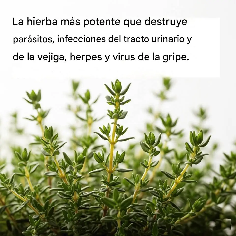 La hierba más potente que destruye parásitos, infecciones del tracto urinario y de la vejiga, herpes y virus de la gripe