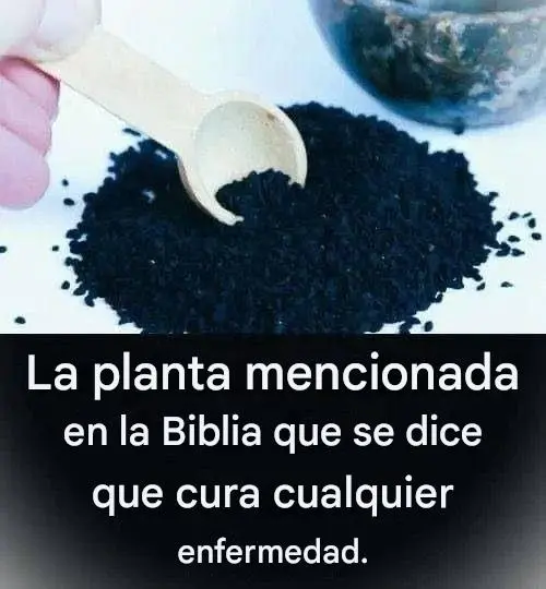 La planta que según la Biblia cura todas las dolencias